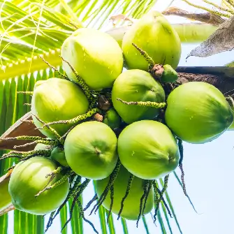 cocunut tree